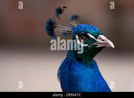 Peafowl (Pavo)-Kopf, Nahaufnahme einer männlichen Probe Stockfoto