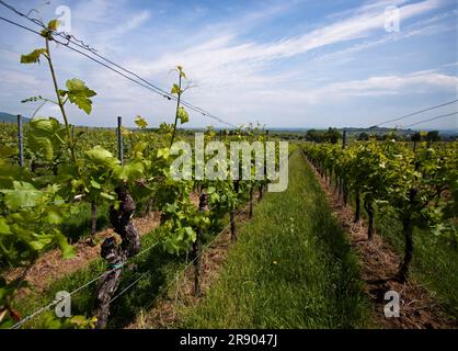 Weinberg im Südwesten Deutschlands, Rheinland-Pfalz, im Frühling Stockfoto