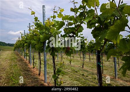 Weinberg im Südwesten Deutschlands, Rheinland-Pfalz, im Frühling Stockfoto