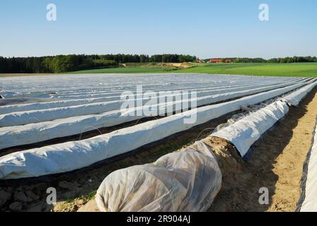 Anbau von Spargel unter Kunststofffolie (gesehen in Bayern) (Deutschland) Stockfoto