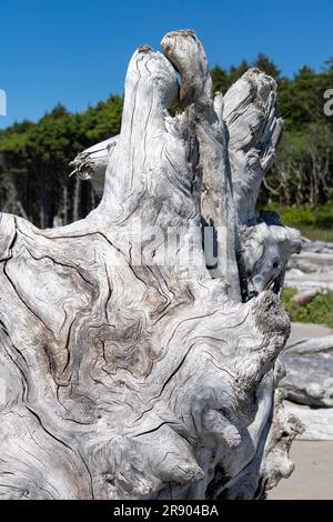 Aus nächster Nähe sehen Sie ein großes Stück Treibholz mit Mustern, Schichten und Textur aus totem Holz, das am Ufer des Kalaloch Beach am Küstenabschnitt von Olymp gewaschen wurde Stockfoto