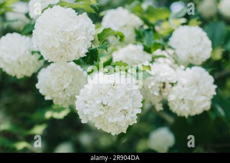 Schöner Zweig mit weißen Blumen von Viburnum Boule de Neige Roseum in einem Frühlingsgarten. Selektiver Fokus. Stockfoto