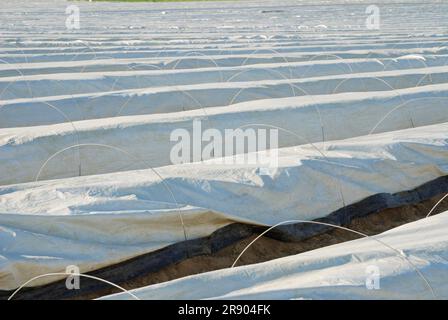 Anbau von Spargel unter Kunststofffolie (gesehen in Bayern) (Deutschland) Stockfoto