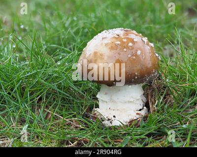 Die Panthermütze (Amanita pantherina) ist eine Pilzart der Familie der Amanitaceae. Der Panther-Pilz ist hochgiftig Stockfoto