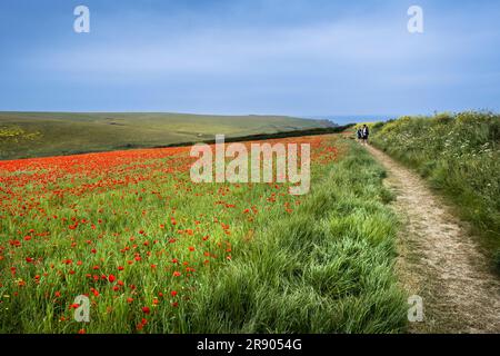 Der atemberaubende Anblick eines Feldes voller Common Poppies Papaver Rhoeas an der Küste von Crantock Bay in Newquay in Cornwall, Großbritannien in Europa. Stockfoto