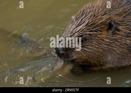 Europäischer Biber (Castor fiber) und Chub (Squalius cephalus), Rosenheim, Bayern, Deutschland Stockfoto