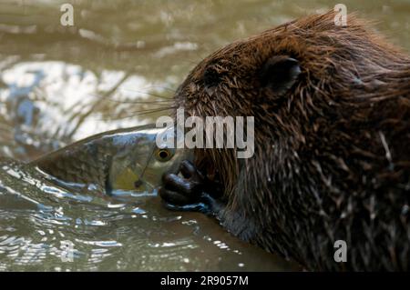 Europäischer Biber (Castor fiber) und Chub (Squalius cephalus), Rosenheim, Bayern, Deutschland Stockfoto