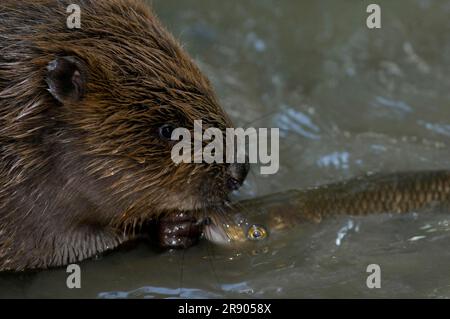 Europäischer Biber (Castor fiber) und Chub (Squalius cephalus), Rosenheim, Bayern, Deutschland Stockfoto