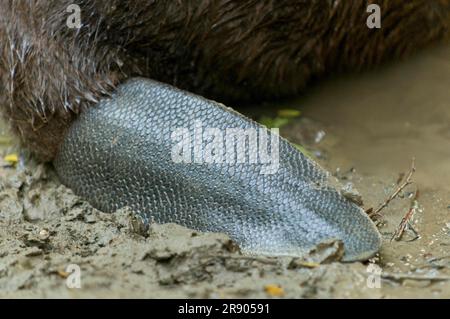 Europäischer Biber (Castor fiber), Schwanz, Rosenheim, Bayern, Deutschland Stockfoto