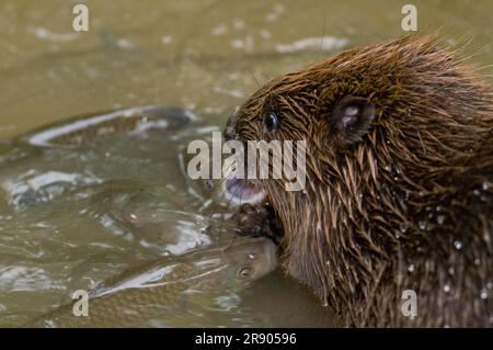 Europäischer Biber (Castor fiber) und Chub (Squalius cephalus), Rosenheim, Bayern, Deutschland Stockfoto