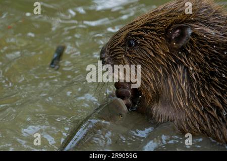 Europäischer Biber (Castor fiber) und Chub (Squalius cephalus), Rosenheim, Bayern, Deutschland Stockfoto