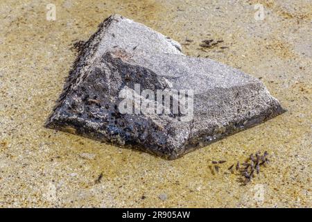 Salzfliege am Great Salt Lake, Utah, USA Stockfoto