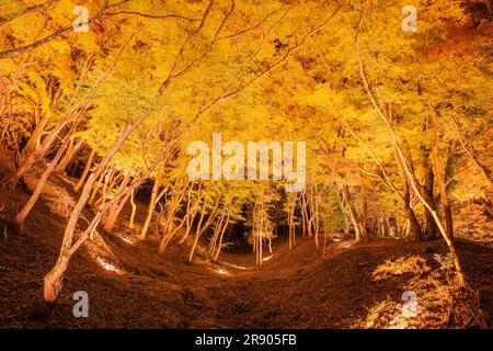 Die Korankei-Schlucht erleuchtete im Herbstlaub Stockfoto