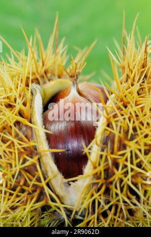 Süße Kastanie (Castanea sativa), Früchte Stockfoto