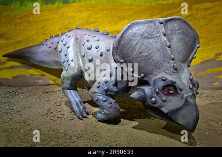 Rekonstruierter Dinosaurier, mongolisches Zentralmuseum der Dinosaurier, Naturkundemuseum, Ulaanbaatar, Mongolei Stockfoto