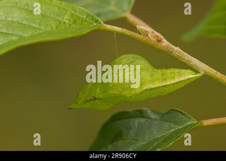 Brimstone (Gonepteryx rhamni), pupa, Rheinland-Pfalz, Deutschland Stockfoto