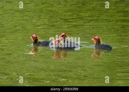 Vier eurasische Küken (Fulica atra), die im grünen Wasser eines Sees schwimmen Stockfoto