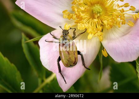 Hoplia argentea-Käfer auf der Blume einer Hunderose (Rosa canina) Stockfoto