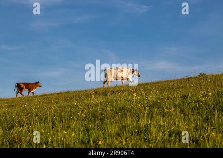 Kühe auf Firle Beacon in Sussex, an einem sonnigen Spätfrühlingsabend Stockfoto