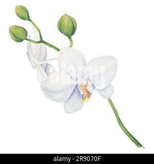 Weiße Orchideenblume. Feine, realistische, handgezeichnete Darstellung in botanischem Aquarell. Clipart für Hochzeitseinladungen, Dekor, Textilien, Geschenke Stockfoto