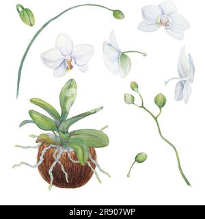 Set mit weißen Orchideenblumen in Kokosnuss. Feine, realistische, handgezeichnete Darstellung in botanischem Aquarell. Clipart für Hochzeitseinladungen, Einrichtung Stockfoto