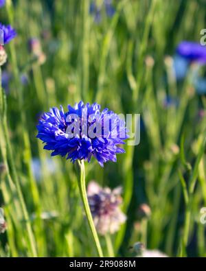 Kornblumenblume auf grünem Hintergrund. Wunderschöne Maisblumen blühen im Garten. Ein Ort zum Kopieren. Stockfoto