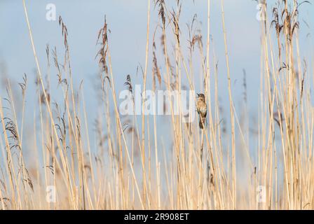 Savi's Warbler, Locustella luscinioides, im Schilfbett in den Niederlanden. Stockfoto