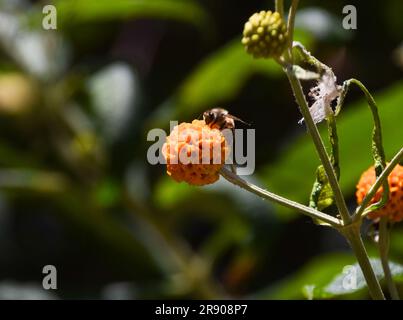 Eine Biene bestäubt eine Orangenkugelblume (Buddleja globosa). Stockfoto