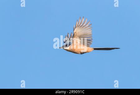 Iberian Magpie, Cyanopica Cooki, in Spanien. Stockfoto