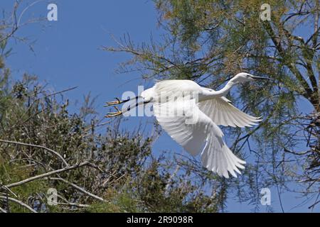 Intermediate Egret, egretta garzetta, Erwachsener im Flug, Abflug von Tree, Camargue in Frankreich Stockfoto