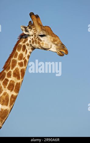 Giraffe im Chobe National Park Botswana Stockfoto
