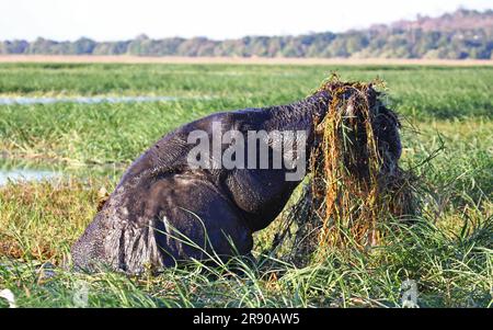 Afrikanischer Elefant schwimmt in der Chobe, Botsuana Stockfoto