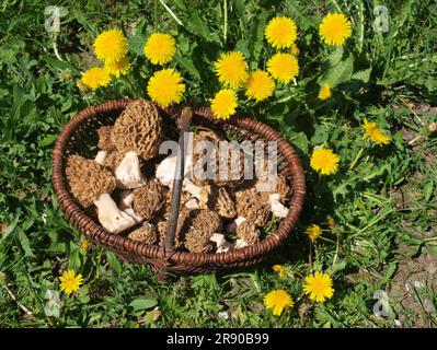 Korb mit selbst gesammelten essbaren Morcheln Stockfoto