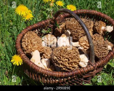 Korb mit essbaren Morcheln und Löwenzahn Stockfoto