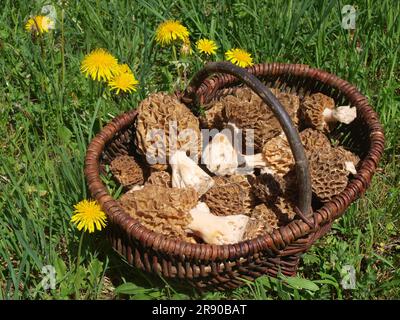 Korb mit essbaren Morcheln und Löwenzahn Stockfoto