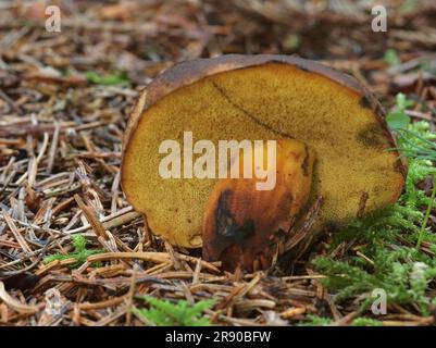 Cyanoboletus pulverulentus, gemeinhin als Tintenfleck bezeichnet, ist ein essbarer Boletpilz. Sie findet sich in Laub- und Mischwäldern Stockfoto