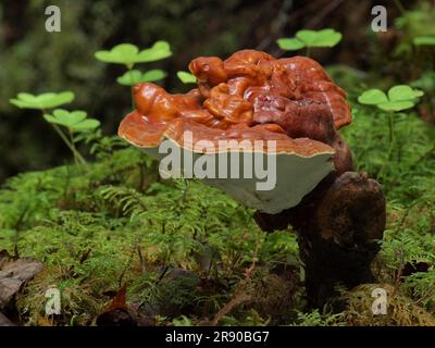 Red Reishi (Ganoderma lucidum), allgemein als Ling Zhi auf Chinesisch bekannt, ist ein Kräuterpilz, der bekanntermaßen wunderbare gesundheitliche Vorteile hat Stockfoto