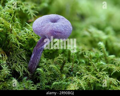 Weithin bekannt als der Amethystische Betrüger (Laccaria amethystina), ist ein kleiner, bunter Pilz, der sowohl in Laub- als auch in Nadelholz wächst Stockfoto