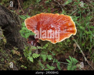 Red Reishi (Ganoderma lucidum), allgemein als Ling Zhi auf Chinesisch bekannt, ist ein Kräuterpilz, der bekanntermaßen wunderbare gesundheitliche Vorteile hat Stockfoto