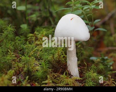 Amanita virosa, allgemein bekannt als der vernichtende Engel, ist ein tödlicher giftiger Basidiomycete-Pilz, einer von vielen in der Gattung Amanita. Der große Stockfoto