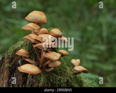 Kuehneromyces mutabilis (Synonym: Pholiota mutabilis), gemeinhin bekannt als der geschirmte Holztuft, ist ein essbarer Pilz, der in Klumpen an Bäumen wächst Stockfoto