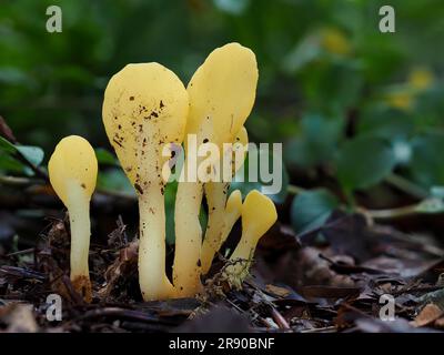 Allgemein bekannt als Gelbe Erdzunge (Spathularia flavida), gelber Fächer oder Feenfächer ist ein Ascomyzetentpilz, der im Nadelbein zu finden ist Stockfoto