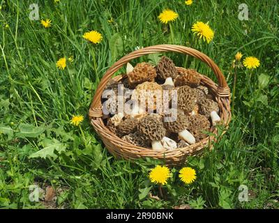 Morchel im Pilzkorb auf einer Frühlingswiese mit Löwenzahn Stockfoto