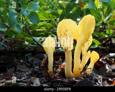 Allgemein bekannt als Gelbe Erdzunge (Spathularia flavida), gelber Fächer oder Feenfächer ist ein Ascomyzetentpilz, der im Nadelbein zu finden ist Stockfoto