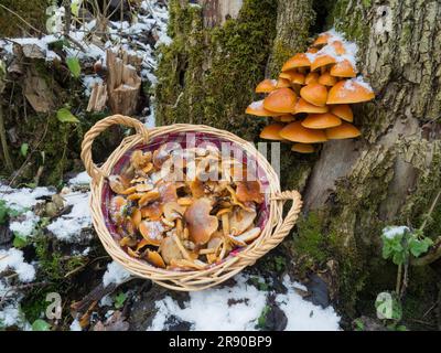 Samtfüßige Rüschen sind gute essbare Pilze, die im Winter wachsen Stockfoto