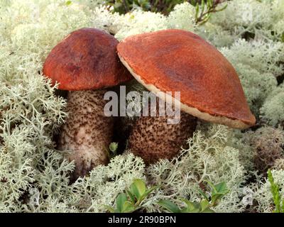 Leccinum vulpinum (3), gemeinhin als Foxy-Bolete bekannt, ist ein Boletenpilz der Gattung Leccinum, die in Europa vorkommt. Eine essbare Spezies, IT Stockfoto