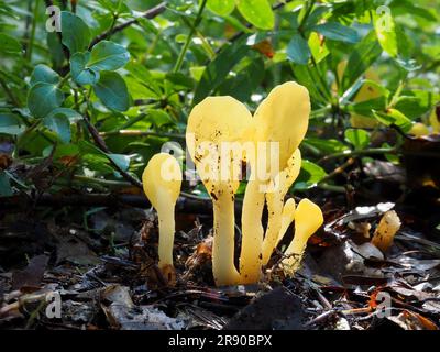 Allgemein bekannt als Gelbe Erdzunge (Spathularia flavida), gelber Fächer oder Feenfächer ist ein Ascomyzetentpilz, der im Nadelbein zu finden ist Stockfoto