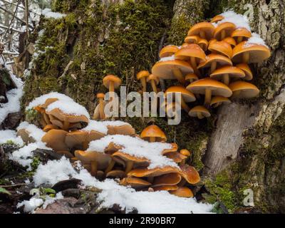 Samtfüßige Rüschen sind gute essbare Pilze, die im Winter wachsen Stockfoto