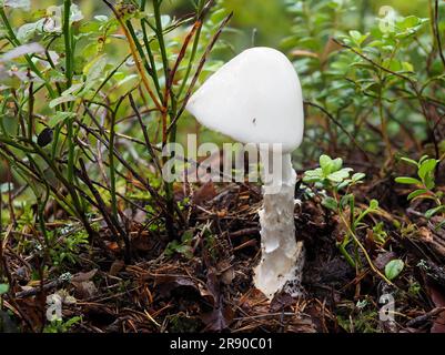 Amanita virosa, in Europa gemeinhin als der vernichtende Engel bekannt, ist ein tödlicher, giftiger Basidiomycete-Pilz, einer von vielen in der Gattung Amanita Stockfoto