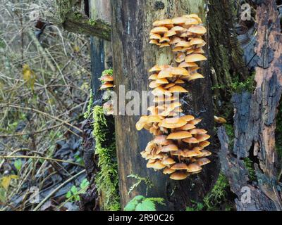 Auch bekannt als Winterpilz (Flammulina velutipes), Samtstiel, Samtstift, Enoki, Enokitake Stockfoto